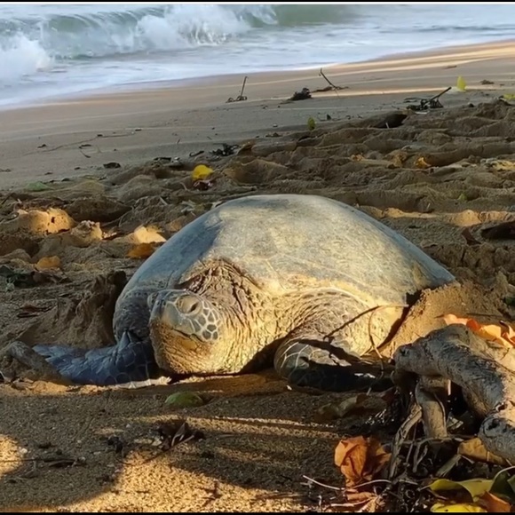 Meet your Posher, Angela - Picture 1 of 1